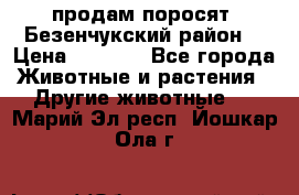 продам поросят .Безенчукский район  › Цена ­ 2 500 - Все города Животные и растения » Другие животные   . Марий Эл респ.,Йошкар-Ола г.